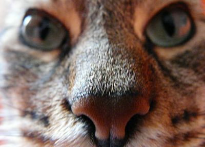 кошки, животные, Португалия - случайные обои для рабочего стола