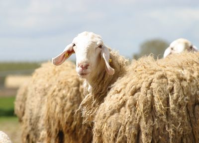 животные, овца - оригинальные обои рабочего стола