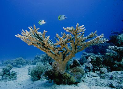 океан, под водой, коралловый риф, море - похожие обои для рабочего стола