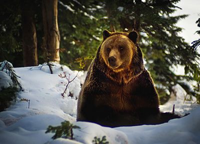 зима, снег, деревья, животные, медведи - случайные обои для рабочего стола