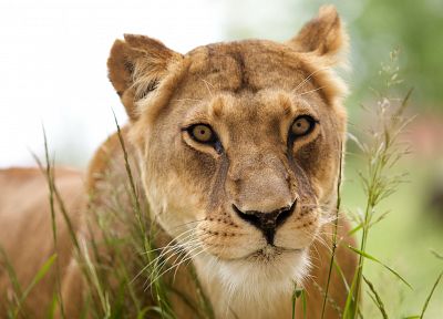 животные, львы, млекопитающие - случайные обои для рабочего стола