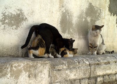 кошки, стена - оригинальные обои рабочего стола