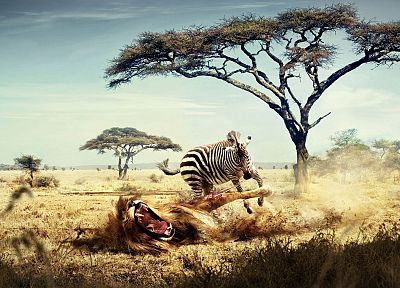 животные, зебры, львы - оригинальные обои рабочего стола