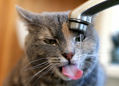 кошки, животные, язык, питьевой, раковины - случайные обои для рабочего стола