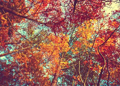 деревья, осень - похожие обои для рабочего стола