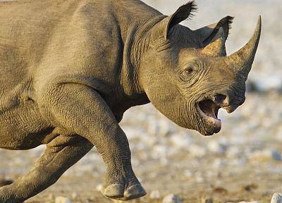 животные, Намибия, Национальный парк, зарядка, черные носороги - обои на рабочий стол