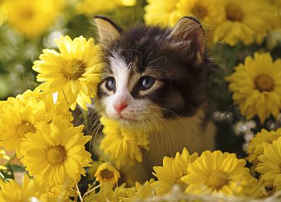 цветы, кошки, котята - случайные обои для рабочего стола