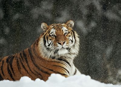 снег, животные, тигры - обои на рабочий стол