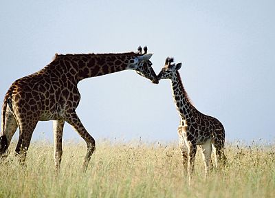 природа, животные, жирафы, ребенок животных - похожие обои для рабочего стола