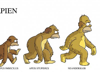 Гомер Симпсон, эволюция, Симпсоны - оригинальные обои рабочего стола