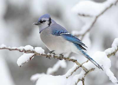 зима, снег, птицы, живая природа, Blue Jay - похожие обои для рабочего стола