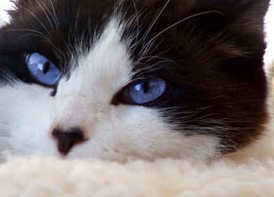 кошки, голубые глаза, животные - обои на рабочий стол