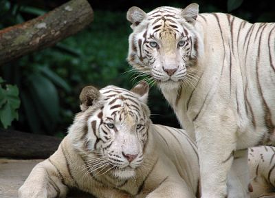 животные, тигры, белый тигр - обои на рабочий стол