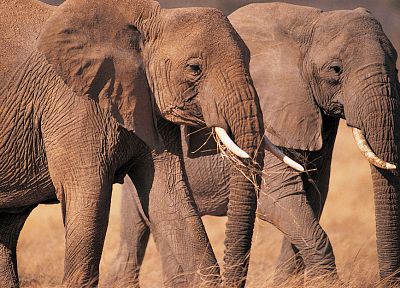 животные, слоны - обои на рабочий стол