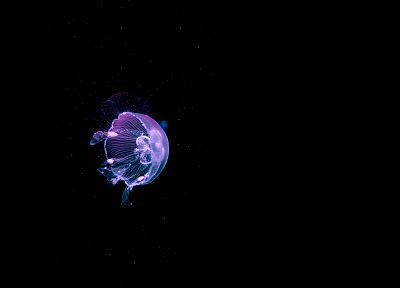 медуза - случайные обои для рабочего стола