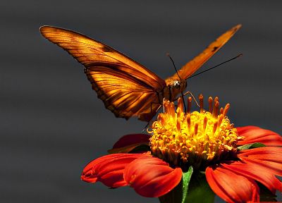 природа, цветы, макро, бабочки - случайные обои для рабочего стола
