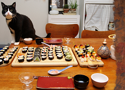 кошки, суши - похожие обои для рабочего стола