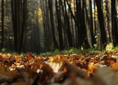 леса, листья, опавшие листья - случайные обои для рабочего стола