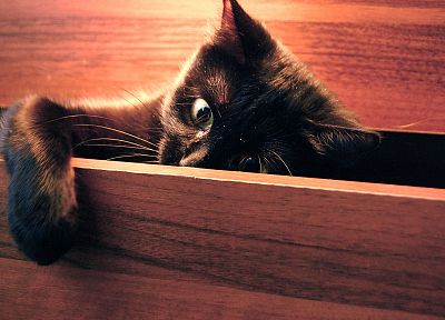кошки, животные, котята - обои на рабочий стол
