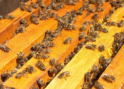 насекомые, пчелы, hymenopthera - оригинальные обои рабочего стола