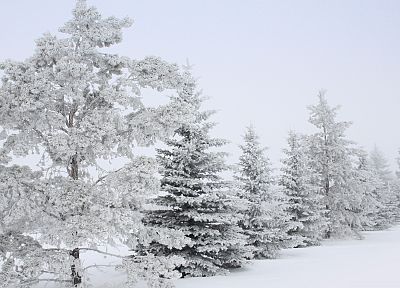 зима, снег, деревья, зимние пейзажи - случайные обои для рабочего стола