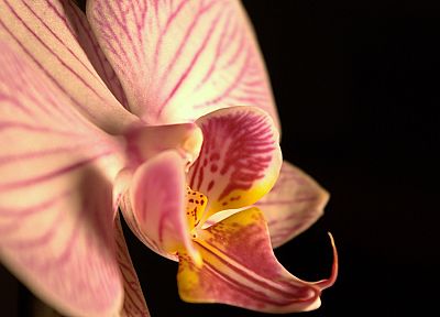 цветы, орхидеи - оригинальные обои рабочего стола