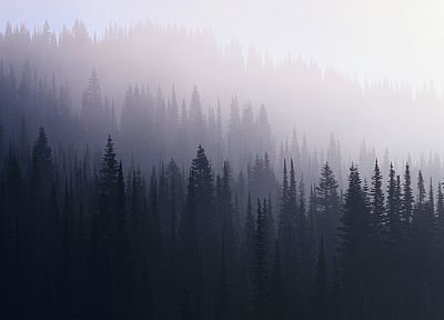 пейзажи, деревья, леса, туман - оригинальные обои рабочего стола