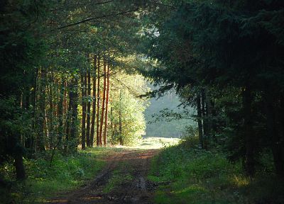 леса, дороги - случайные обои для рабочего стола