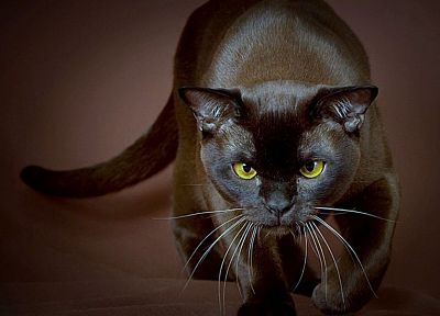 черный цвет, кошки, животные - случайные обои для рабочего стола