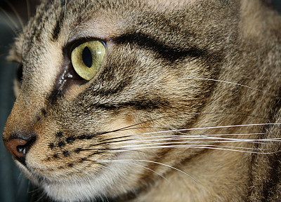 кошки, животные, желтые глаза, домашние питомцы, реальная жизнь - похожие обои для рабочего стола