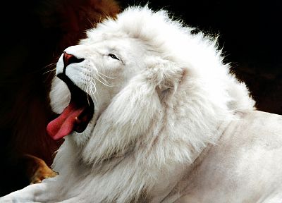 львы, белые львы, Лейкизм - обои на рабочий стол