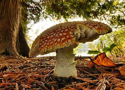природа, грибы, Мухомор грибы - обои на рабочий стол
