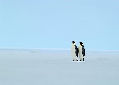 пингвины - копия обоев рабочего стола