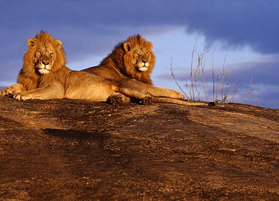 животные, львы - оригинальные обои рабочего стола