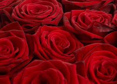 красный цвет, цветы, розы - обои на рабочий стол