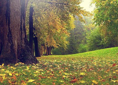 деревья, осень, трава, сад - оригинальные обои рабочего стола
