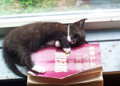 кошки, животные, книги, котята - обои на рабочий стол