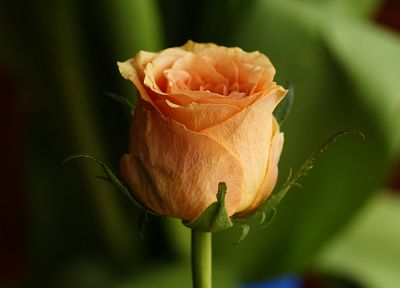 цветы, макро, розы - похожие обои для рабочего стола