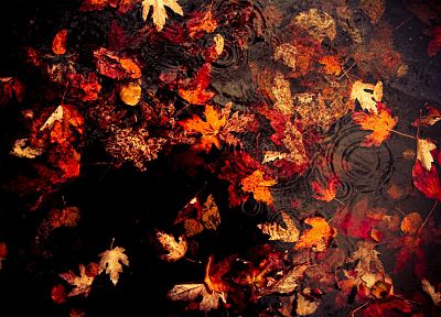 вода, осень, листья, опавшие листья - оригинальные обои рабочего стола