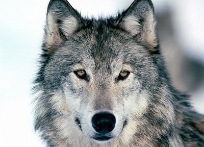 животные, волки - похожие обои для рабочего стола