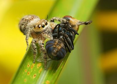 животные, насекомые, пауки, паукообразные - обои на рабочий стол