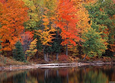 природа, деревья, осень, леса - оригинальные обои рабочего стола