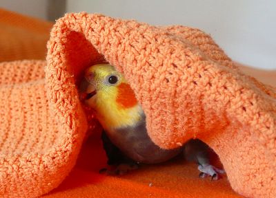 птицы, попугаи, одеяло - случайные обои для рабочего стола