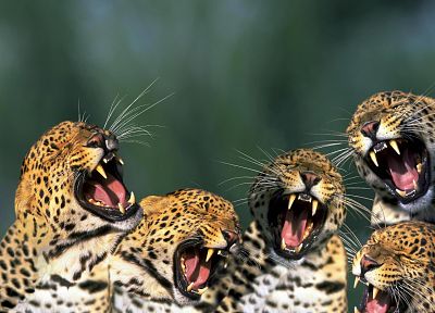 животные, открытый рот, леопарды - оригинальные обои рабочего стола