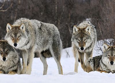 животные, серый, Норвегия, волки - обои на рабочий стол