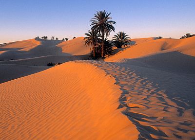 природа, пустыня, оазис - оригинальные обои рабочего стола