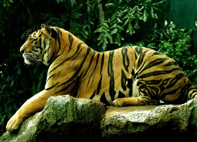 животные, тигры - оригинальные обои рабочего стола
