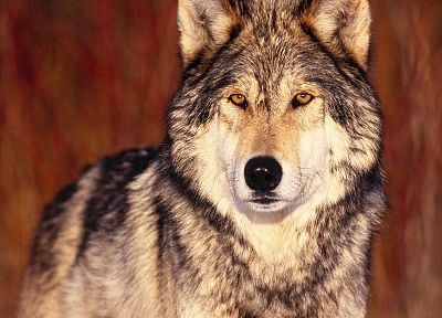 животные, дух, волки - случайные обои для рабочего стола