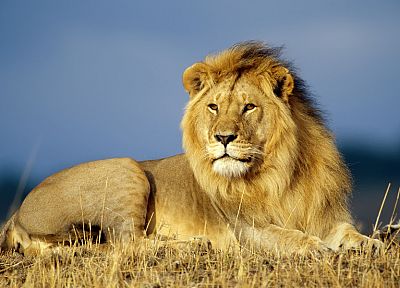 животные, львы - копия обоев рабочего стола
