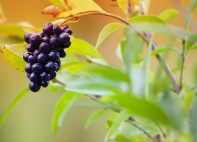 фрукты, еда, виноград - случайные обои для рабочего стола
